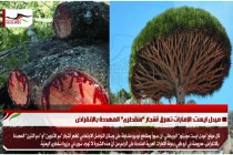 ميدل ايست: الإمارات تسرق أشجار "سقطرى" المهددة بالإنقراض