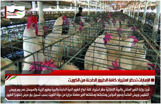 الإمارات تحظر استيراد كافة الطيور الداجنة من الكويت